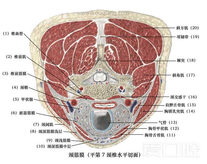 口腔颌面部骨骼肌肉解剖图谱_65.jpg