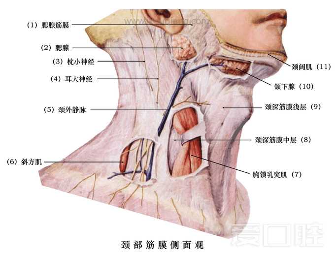 口腔颌面部骨骼肌肉解剖图谱_64.jpg