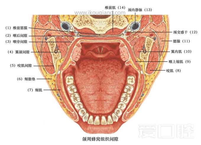 口腔颌面部骨骼肌肉解剖图谱_66.jpg