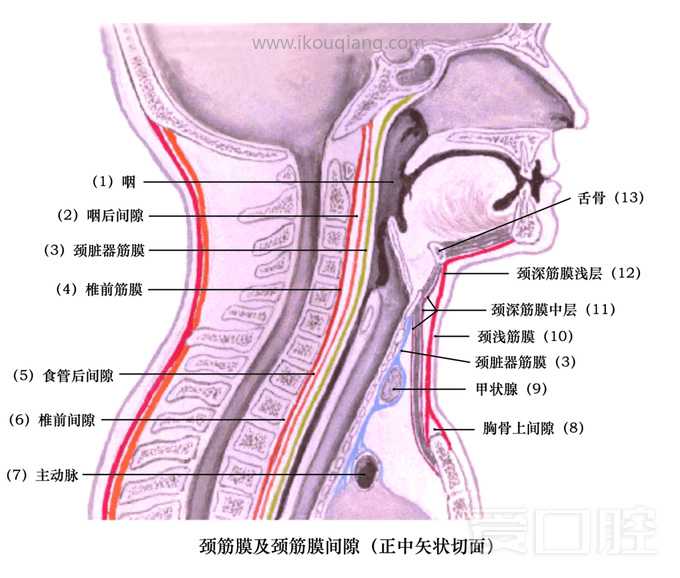 口腔颌面部骨骼肌肉解剖图谱_67.jpg