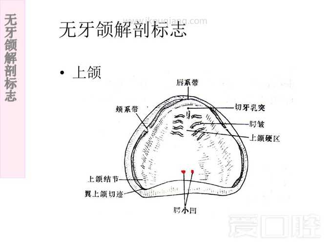 无牙颌解剖标志 1.jpg