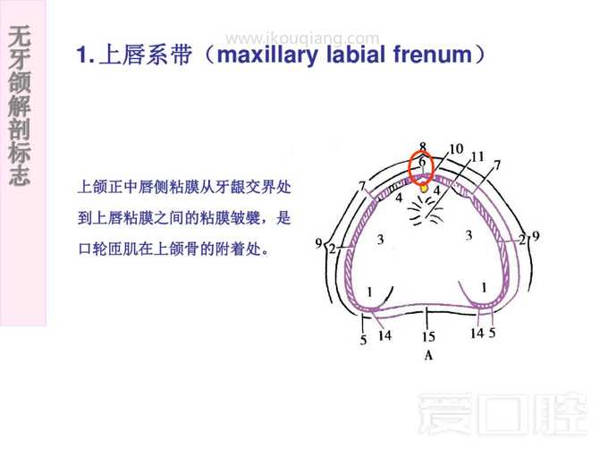 无牙颌解剖标志 2.jpg