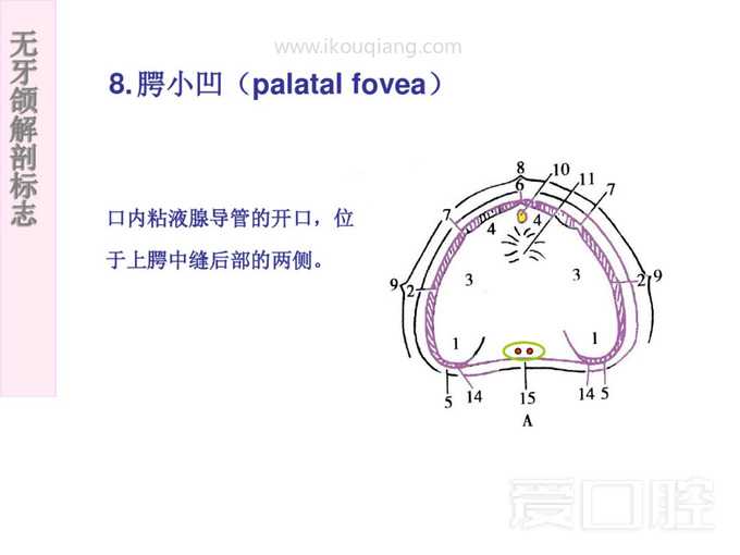 无牙颌解剖标志 19.jpg