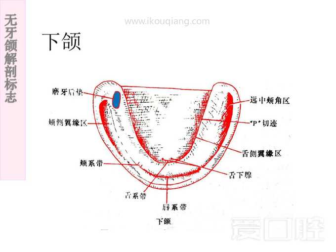 无牙颌解剖标志 26.jpg