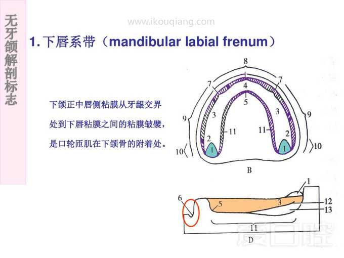 无牙颌解剖标志 27.jpg