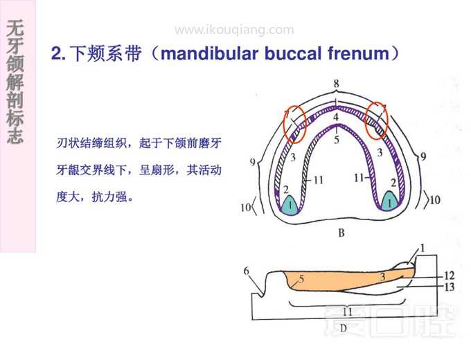 无牙颌解剖标志 29.jpg