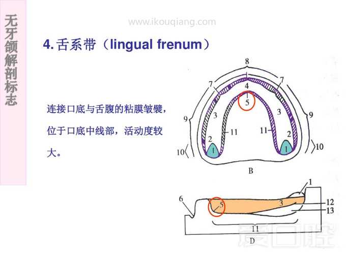 无牙颌解剖标志 34.jpg