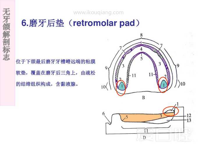 无牙颌解剖标志 39.jpg