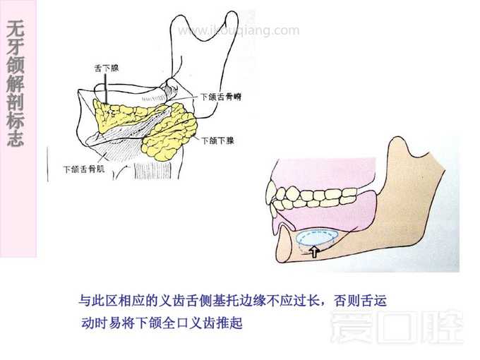 无牙颌解剖标志 45.jpg