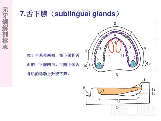 无牙颌解剖标志 44.jpg