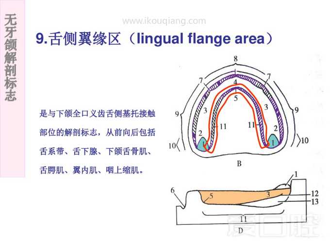 无牙颌解剖标志 49.jpg