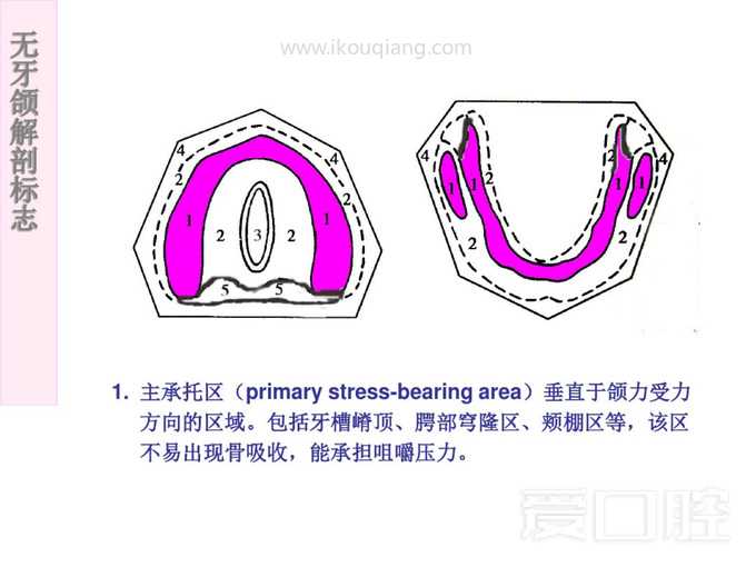 无牙颌解剖标志 52.jpg